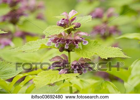 "Giant Dead Nettle or Deadnettle (Lamium orvala), flowers and leaves, ornamental plant, native to the northern part of Southern Europe and Southeastern Europe, Saxony, Germany, Europe" View Large Photo Image Stock Image - "Giant Dead Nettle or Deadnettle (Lamium orvala), flowers and leaves, ornamental plant, native to the northern part of Southern Europe and Southeastern Europe, Saxony, Germany, Europe". Fotosearch
