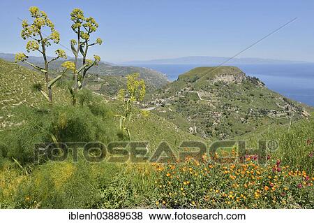 "Giant Fennel (Ferula communis), Monte Veneretta, Province of Messina, Sicily, Italy, Europe" View Large Photo Image Stock Photo - "Giant Fennel (Ferula communis), Monte Veneretta, Province of Messina, Sicily, Italy, Europe". Fotosearch