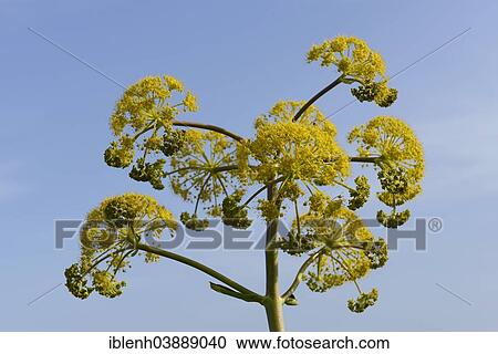 "Giant Fennel (Ferula communis), Province of Messina, Sicily, Italy, Europe" View Large Photo Image Stock Image - "Giant Fennel (Ferula communis), Province of Messina, Sicily, Italy, Europe". Fotosearch