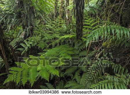 "Giant ferns in dense rainforest, Foret de Belouve, Salazie basin, Cirque de Salazie, Reunion, Africa" View Large Photo Image Stock Photograph - "Giant ferns in dense rainforest, Foret de Belouve, Salazie basin, Cirque de Salazie, Reunion, Africa". Fotosearch