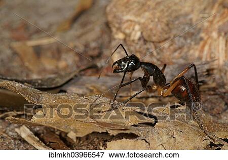 "Giant forest ant (Camponotus gigas), Tanjung Puting National Park, Central Kalimantan, Borneo, Indonesia, Asia" View Large Photo Image Stock Photo - "Giant forest ant (Camponotus gigas), Tanjung Puting National Park, Central Kalimantan, Borneo, Indonesia, Asia". Fotosearch