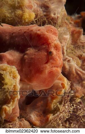 "Giant frogfish (Antennarius commersonii), Indonesia, Asia" View Large Photo Image Stock Image - "Giant frogfish (Antennarius commersonii), Indonesia, Asia". Fotosearch