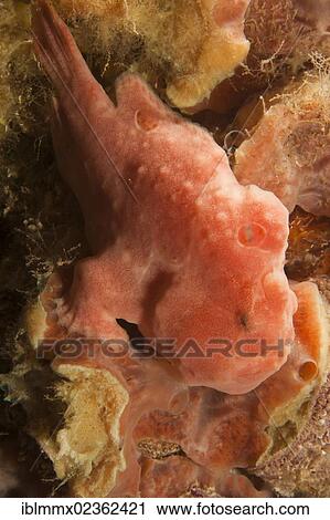 "Giant frogfish (Antennarius commersonii), Indonesia, Asia" View Large Photo Image Stock Image - "Giant frogfish (Antennarius commersonii), Indonesia, Asia". Fotosearch