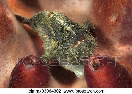 "Giant Frogfish (Antennarius commersonii), Padre Burgos, Southern Leyte, Philippines, Asia" View Large Photo Image Stock Image - "Giant Frogfish (Antennarius commersonii), Padre Burgos, Southern Leyte, Philippines, Asia". Fotosearch