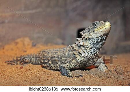 "Giant Girdled Lizard, Sungazer, Giant Spiny-tailed Lizard (Cordylus giganteus), native to Africa, in captivity, Germany, Europe" View Large Photo Image Stock Photography - "Giant Girdled Lizard, Sungazer, Giant Spiny-tailed Lizard (Cordylus giganteus), native to Africa, in captivity, Germany, Europe". Fotosearch