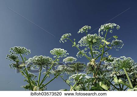 "Giant Hogweed, Cartwheel-flower or Giant Cow Parsley (Heracleum mantegazzianum), North Rhine-Westphalia, Germany, Europe" View Large Photo Image Stock Image - "Giant Hogweed, Cartwheel-flower or Giant Cow Parsley (Heracleum mantegazzianum), North Rhine-Westphalia, Germany, Europe". Fotosearch