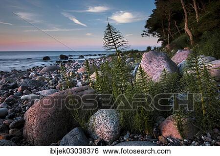 "Giant Horsetail (Equisetum telmateia) on a stony beach in the evening light, bei Nardewitz, Rugen island, Rugen, Mecklenburg-Western Pomerania, Germany, Europe" View Large Photo Image Stock Photograph - "Giant Horsetail (Equisetum telmateia) on a stony beach in the evening light, bei Nardewitz, Rugen island, Rugen, Mecklenburg-Western Pomerania, Germany, Europe". Fotosearch