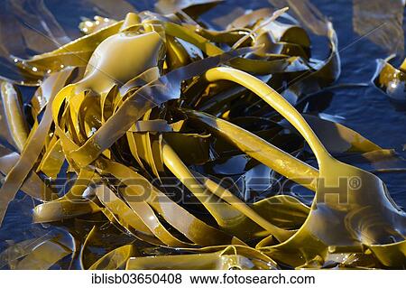 Stock Photo - "Giant Kelp or Giant Bladder Kelp (Macrocystis pyrifera), Bird Island, Lambert's Bay, Western Cape, South Africa, Africa". Fotosearch