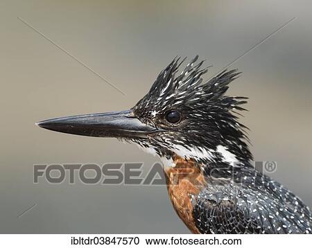 "Giant Kingfisher (Megaceryle maximus), male, Sunset Dam, Kruger National Park, South Africa, Africa" View Large Photo Image Stock Image - "Giant Kingfisher (Megaceryle maximus), male, Sunset Dam, Kruger National Park, South Africa, Africa". Fotosearch