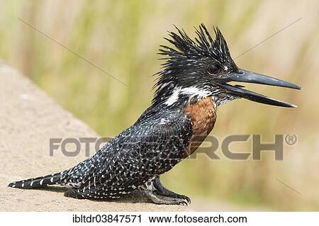 "Giant Kingfisher (Megaceryle maximus), male at a concrete causeway at the Olifants River, Kruger National Park, South Africa, Africa" View Large Photo Image Stock Image - "Giant Kingfisher (Megaceryle maximus), male at a concrete causeway at the Olifants River, Kruger National Park, South Africa, Africa". Fotosearch