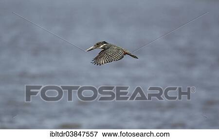 Stock Photo - "Giant Kingfisher (Megaceryle maximus), female hovers over the lake, Sunset Dam, Kruger National Park, South Africa, Africa". Fotosearch