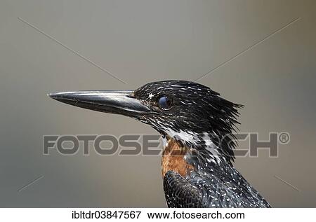 "Giant Kingfisher (Megaceryle maximus), male, with closed nictitating membrane, Kruger National Park, South Africa, Africa" View Large Photo Image Stock Photo - "Giant Kingfisher (Megaceryle maximus), male, with closed nictitating membrane, Kruger National Park, South Africa, Africa". Fotosearch