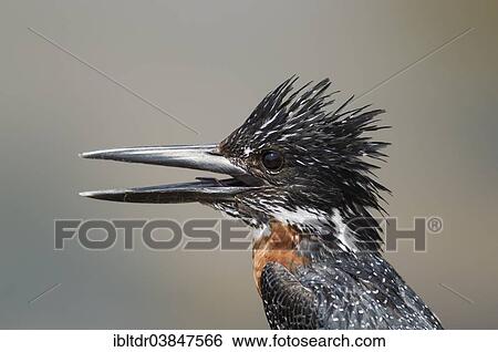 "Giant Kingfisher (Megaceryle maximus), male, Sunset Dam, Kruger National Park, South Africa, Africa" View Large Photo Image Stock Photograph - "Giant Kingfisher (Megaceryle maximus), male, Sunset Dam, Kruger National Park, South Africa, Africa". Fotosearch