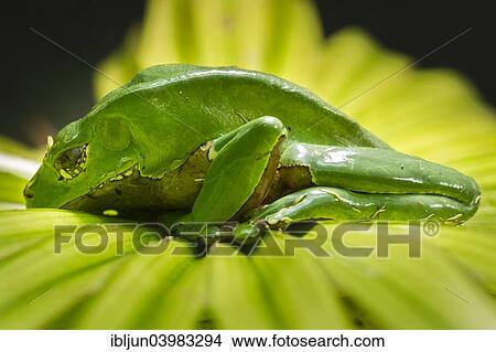 "Giant Leaf Frog (Phyllomedusa bicolor), captive, native to South America" View Large Photo Image Picture - "Giant Leaf Frog (Phyllomedusa bicolor), captive, native to South America". Fotosearch