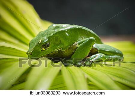 "Giant Leaf Frog (Phyllomedusa bicolor), captive, native to South America" View Large Photo Image Stock Image - "Giant Leaf Frog (Phyllomedusa bicolor), captive, native to South America". Fotosearch