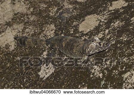 "Giant leaf-tail gecko (Uroplatus giganteus), female, rain forest of Marojejy, northeast of Madagascar, Madagascar, Africa" View Large Photo Image Stock Image - "Giant leaf-tail gecko (Uroplatus giganteus), female, rain forest of Marojejy, northeast of Madagascar, Madagascar, Africa". Fotosearch
