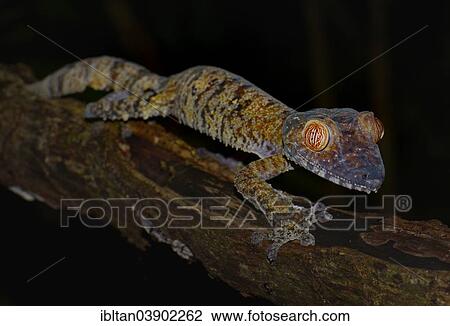 Stock Image - "Giant Leaf-tailed Gecko (Uroplatus fimbriatus), Madagascar, Africa". Fotosearch