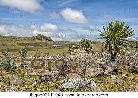 Stock Image - "Giant lobelia (Lobelia rhynchopetalum), Bale Mountains National Park, Bale Zone, Oromia Region, Ethiopia, Africa". Fotosearch