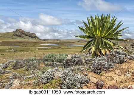 "Giant lobelia (Lobelia rhynchopetalum), Bale Mountains National Park, Bale Zone, Oromia Region, Ethiopia, Africa" View Large Photo Image Stock Image - "Giant lobelia (Lobelia rhynchopetalum), Bale Mountains National Park, Bale Zone, Oromia Region, Ethiopia, Africa". Fotosearch