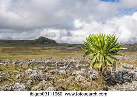 "Giant lobelia (Lobelia rhynchopetalum), Bale Mountains National Park, Bale Zone, Oromia Region, Ethiopia, Africa" View Large Photo Image Stock Image - "Giant lobelia (Lobelia rhynchopetalum), Bale Mountains National Park, Bale Zone, Oromia Region, Ethiopia, Africa". Fotosearch