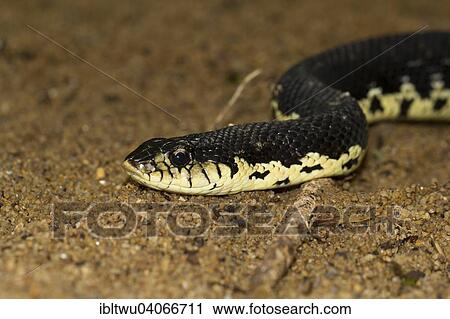 "Giant Madagascan Hognose (Leioheterodon madagascariensis), Nosy Mangabe, Madagascar, Africa" View Large Photo Image Stock Image - "Giant Madagascan Hognose (Leioheterodon madagascariensis), Nosy Mangabe, Madagascar, Africa". Fotosearch