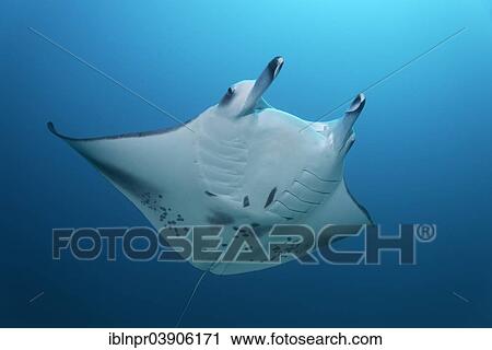 "Giant Manta Ray (Manta birostris) in the open sea, Lhaviyani Atoll, Indian Ocean, Maldives, Asia" View Large Photo Image Stock Image - "Giant Manta Ray (Manta birostris) in the open sea, Lhaviyani Atoll, Indian Ocean, Maldives, Asia". Fotosearch