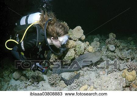 "Giant Moray (Gymnothorax javanicus) at night, Red Sea, Egypt, Africa" View Large Photo Image Stock Image - "Giant Moray (Gymnothorax javanicus) at night, Red Sea, Egypt, Africa". Fotosearch