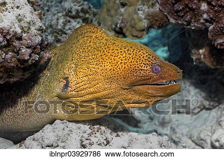 "Giant Moray (Gymnothorax javanicus) in a coral reef, Bora Bora, Leeward Islands, Society Islands, French Polynesia, France, Oceania" View Large Photo Image Stock Photograph - "Giant Moray (Gymnothorax javanicus) in a coral reef, Bora Bora, Leeward Islands, Society Islands, French Polynesia, France, Oceania". Fotosearch