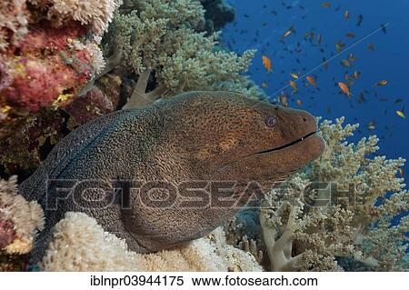 "Giant Moray (Gymnothorax javanicus) in caveof the coral reef, Red Sea, Egypt, Africa" View Large Photo Image Stock Photography - "Giant Moray (Gymnothorax javanicus) in caveof the coral reef, Red Sea, Egypt, Africa". Fotosearch