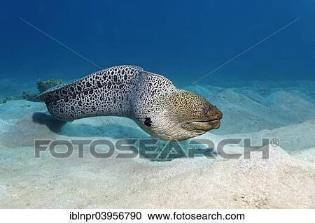 "Giant moray (Gymnothorax javanicus) on sandy ground, Makadi Bay, Red Sea, Hurghada, Egypt, Africa" View Large Photo Image Stock Image - "Giant moray (Gymnothorax javanicus) on sandy ground, Makadi Bay, Red Sea, Hurghada, Egypt, Africa". Fotosearch