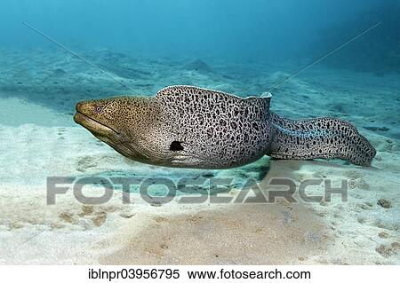 "Giant moray (Gymnothorax javanicus) on sandy ground, Makadi Bay, Red Sea, Hurghada, Egypt, Africa" View Large Photo Image Stock Photography - "Giant moray (Gymnothorax javanicus) on sandy ground, Makadi Bay, Red Sea, Hurghada, Egypt, Africa". Fotosearch