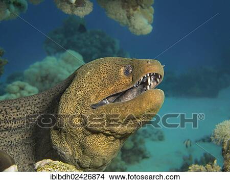 "Giant Moray (Gymnothorax javanicus), Mangrove Bay, Red Sea, Egypt, Africa" View Large Photo Image Picture - "Giant Moray (Gymnothorax javanicus), Mangrove Bay, Red Sea, Egypt, Africa". Fotosearch