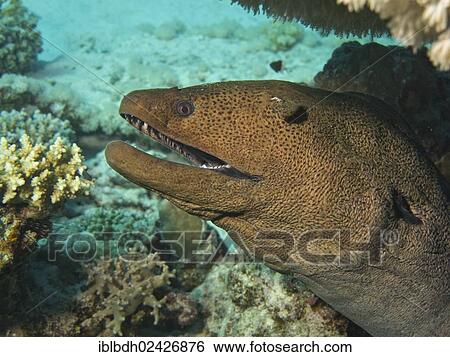 "Giant Moray (Gymnothorax javanicus), Mangrove Bay, Red Sea, Egypt, Africa" View Large Photo Image Stock Photograph - "Giant Moray (Gymnothorax javanicus), Mangrove Bay, Red Sea, Egypt, Africa". Fotosearch