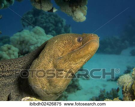 "Giant Moray (Gymnothorax javanicus), Mangrove Bay, Red Sea, Egypt, Africa" View Large Photo Image Stock Photography - "Giant Moray (Gymnothorax javanicus), Mangrove Bay, Red Sea, Egypt, Africa". Fotosearch
