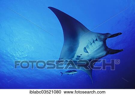 "Giant Oceanic Manta Ray (Manta birostris), Raja Ampat, West Papua, Indonesia, Asia" View Large Photo Image Stock Image - "Giant Oceanic Manta Ray (Manta birostris), Raja Ampat, West Papua, Indonesia, Asia". Fotosearch