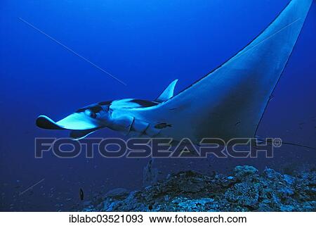 "Giant Oceanic Manta Ray (Manta birostris), Raja Ampat, West Papua, Indonesia, Asia" View Large Photo Image Stock Image - "Giant Oceanic Manta Ray (Manta birostris), Raja Ampat, West Papua, Indonesia, Asia". Fotosearch