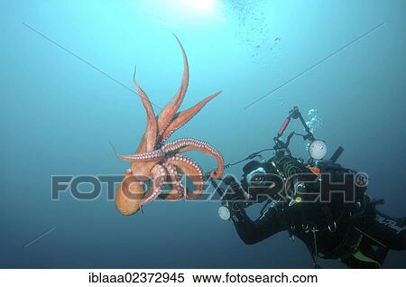"Giant Pacific octopus or North Pacific Giant octopus (Enteroctopus dofleini), Japan Sea, Far East, Primorsky Krai, Russian Federation" View Large Photo Image Stock Photography - "Giant Pacific octopus or North Pacific Giant octopus (Enteroctopus dofleini), Japan Sea, Far East, Primorsky Krai, Russian Federation". Fotosearch