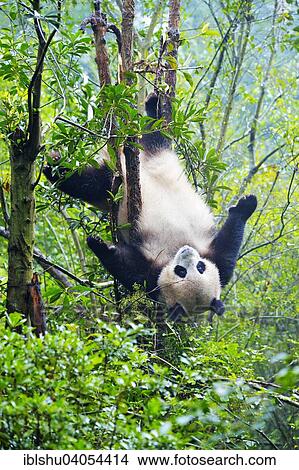 "Giant Panda (Ailuropoda melanoleuca) hanging in a tree, captive, Chengdu Research Base of Giant Panda Breeding or Chengdu Panda Base, Chengdu, Sichuan, China, Asia" View Large Photo Image Picture - "Giant Panda (Ailuropoda melanoleuca) hanging in a tree, captive, Chengdu Research Base of Giant Panda Breeding or Chengdu Panda Base, Chengdu, Sichuan, China, Asia". Fotosearch