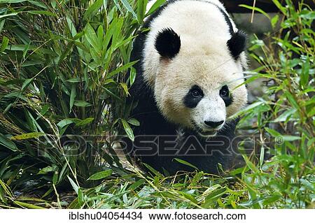 Picture - "Giant Panda (Ailuropoda melanoleuca), captive, Chengdu Research Base of Giant Panda Breeding or Chengdu Panda Base, Chengdu, Sichuan, China, Asia". Fotosearch