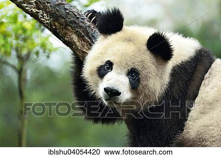 Stock Image - "Giant Panda (Ailuropoda melanoleuca) perched on a tree, captive, Chengdu Research Base of Giant Panda Breeding or Chengdu Panda Base, Chengdu, Sichuan, China, Asia". Fotosearch
