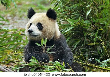 "Giant Panda (Ailuropoda melanoleuca) feeding on bamboo leaves, captive, Chengdu Research Base of Giant Panda Breeding or Chengdu Panda Base, Chengdu, Sichuan, China, Asia" View Large Photo Image Stock Image - "Giant Panda (Ailuropoda melanoleuca) feeding on bamboo leaves, captive, Chengdu Research Base of Giant Panda Breeding or Chengdu Panda Base, Chengdu, Sichuan, China, Asia". Fotosearch