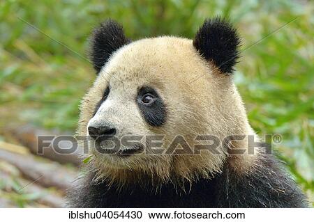 "Giant Panda (Ailuropoda melanoleuca), captive, Chengdu Research Base of Giant Panda Breeding or Chengdu Panda Base, Chengdu, Sichuan, China, Asia" View Large Photo Image Stock Image - "Giant Panda (Ailuropoda melanoleuca), captive, Chengdu Research Base of Giant Panda Breeding or Chengdu Panda Base, Chengdu, Sichuan, China, Asia". Fotosearch