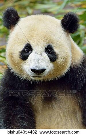 Stock Image - "Giant Panda (Ailuropoda melanoleuca), captive, Chengdu Research Base of Giant Panda Breeding or Chengdu Panda Base, Chengdu, Sichuan, China, Asia". Fotosearch