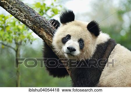 "Giant Panda (Ailuropoda melanoleuca) perched on a tree, captive, Chengdu Research Base of Giant Panda Breeding or Chengdu Panda Base, Chengdu, Sichuan, China, Asia" View Large Photo Image Stock Photo - "Giant Panda (Ailuropoda melanoleuca) perched on a tree, captive, Chengdu Research Base of Giant Panda Breeding or Chengdu Panda Base, Chengdu, Sichuan, China, Asia". Fotosearch