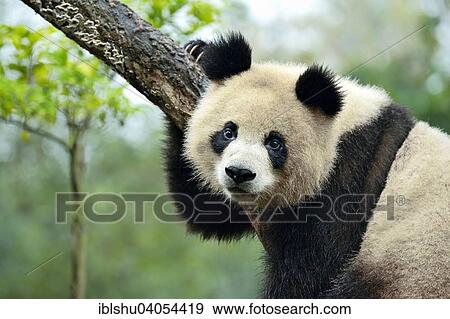 Stock Photo - "Giant Panda (Ailuropoda melanoleuca) perched on a tree, captive, Chengdu Research Base of Giant Panda Breeding or Chengdu Panda Base, Chengdu, Sichuan, China, Asia". Fotosearch