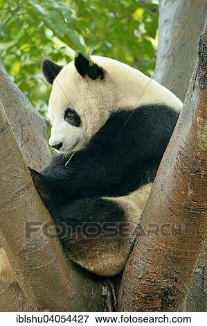 Stock Photo - "Giant Panda (Ailuropoda melanoleuca) perched on a tree, captive, Chengdu Research Base of Giant Panda Breeding or Chengdu Panda Base, Chengdu, Sichuan, China, Asia". Fotosearch