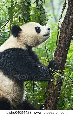 "Giant Panda (Ailuropoda melanoleuca), captive, Chengdu Research Base of Giant Panda Breeding or Chengdu Panda Base, Chengdu, Sichuan, China, Asia" View Large Photo Image Stock Photo - "Giant Panda (Ailuropoda melanoleuca), captive, Chengdu Research Base of Giant Panda Breeding or Chengdu Panda Base, Chengdu, Sichuan, China, Asia". Fotosearch