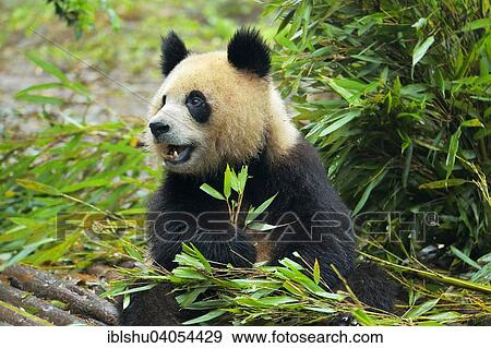 "Giant Panda (Ailuropoda melanoleuca) feeding on bamboo leaves, captive, Chengdu Research Base of Giant Panda Breeding or Chengdu Panda Base, Chengdu, Sichuan, China, Asia" View Large Photo Image Stock Photo - "Giant Panda (Ailuropoda melanoleuca) feeding on bamboo leaves, captive, Chengdu Research Base of Giant Panda Breeding or Chengdu Panda Base, Chengdu, Sichuan, China, Asia". Fotosearch