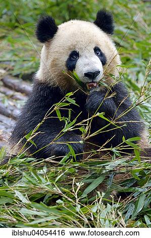 "Giant Panda (Ailuropoda melanoleuca) feeding on bamboo leaves, captive, Chengdu Research Base of Giant Panda Breeding or Chengdu Panda Base, Chengdu, Sichuan, China, Asia" View Large Photo Image Stock Photograph - "Giant Panda (Ailuropoda melanoleuca) feeding on bamboo leaves, captive, Chengdu Research Base of Giant Panda Breeding or Chengdu Panda Base, Chengdu, Sichuan, China, Asia". Fotosearch