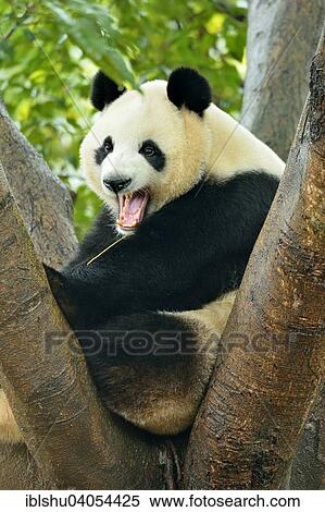 "Giant Panda (Ailuropoda melanoleuca) perched on a tree, captive, Chengdu Research Base of Giant Panda Breeding or Chengdu Panda Base, Chengdu, Sichuan, China, Asia" View Large Photo Image Stock Photography - "Giant Panda (Ailuropoda melanoleuca) perched on a tree, captive, Chengdu Research Base of Giant Panda Breeding or Chengdu Panda Base, Chengdu, Sichuan, China, Asia". Fotosearch